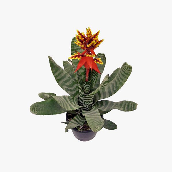 aechmea_chantinii