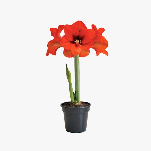 amaryllis_001