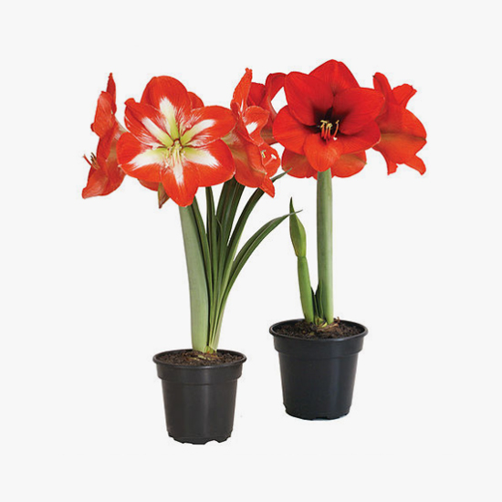 amaryllis_002