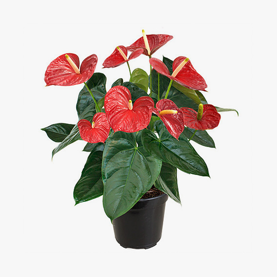 anthurium
