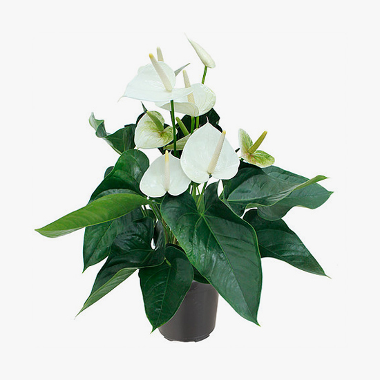 anthurium_branco