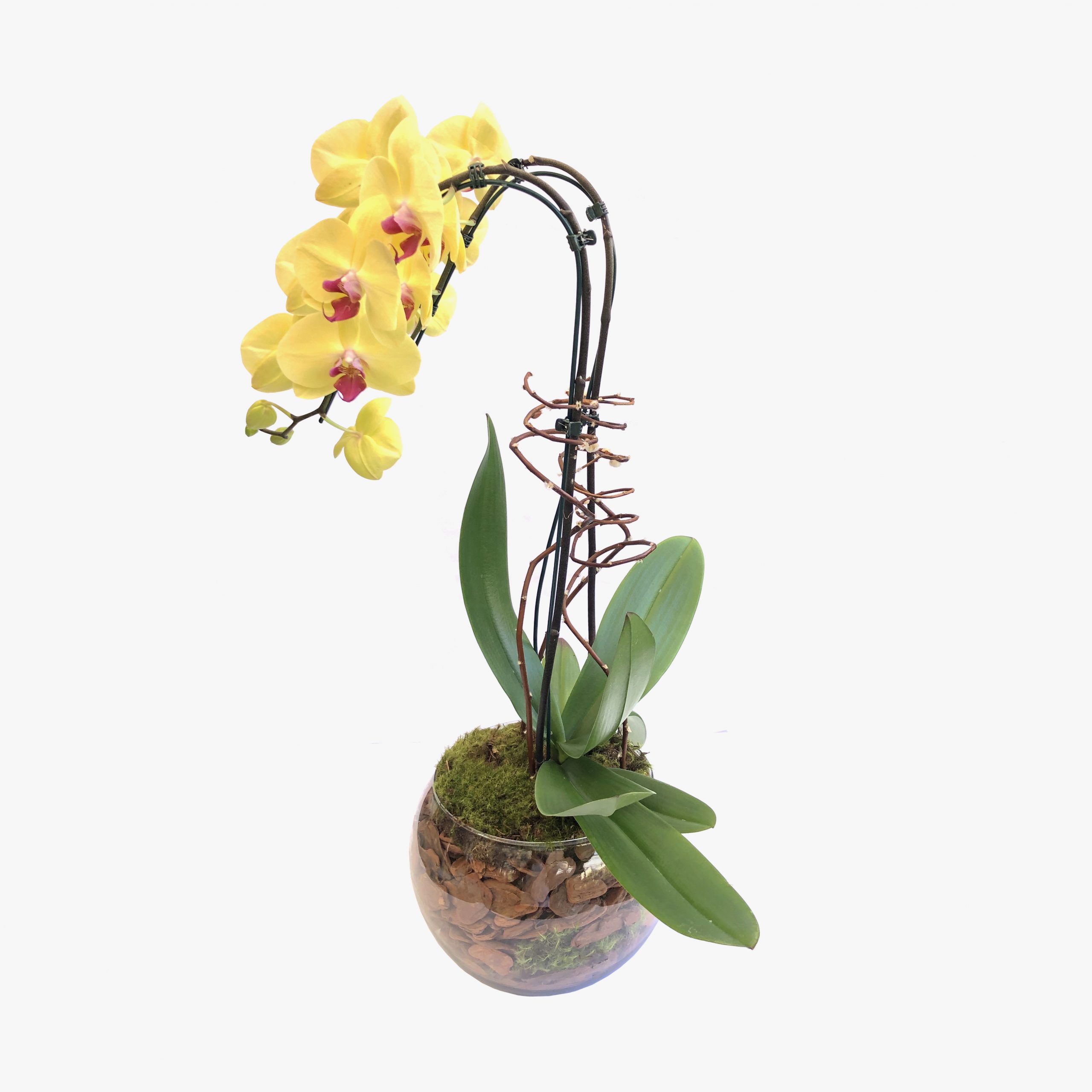 Arranjo de Orquídea 2 Hastes – Chácara Tropical