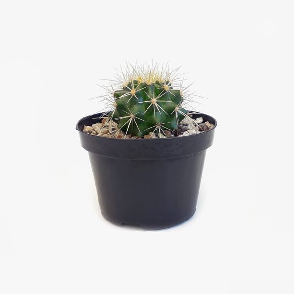 cacto_001