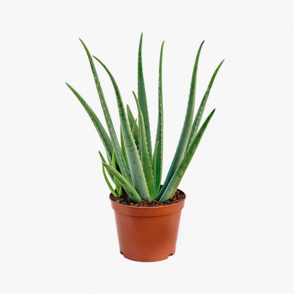cacto_suculenta_008