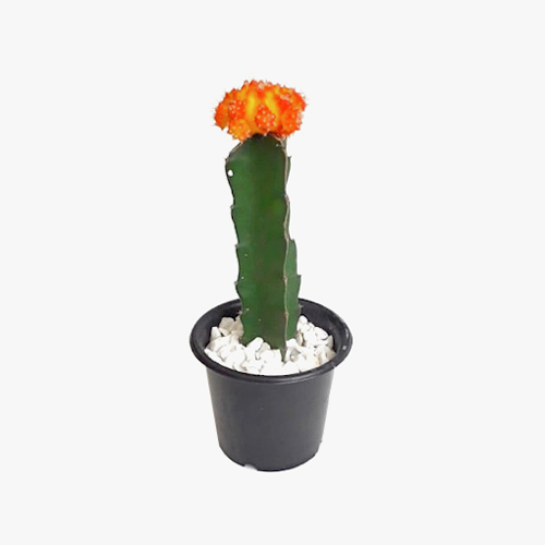 cactus_001