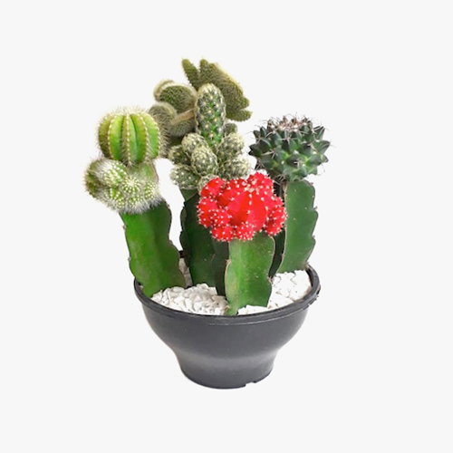 cactus_002