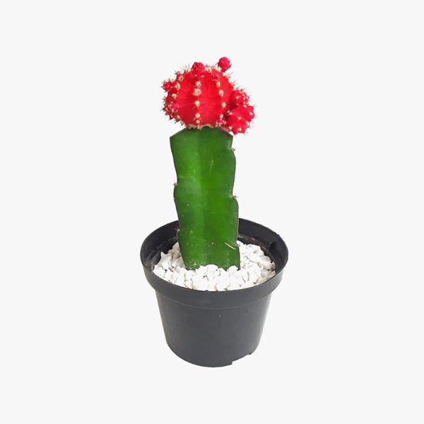 cactus_003