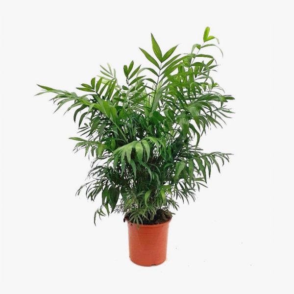 chamaedorea_elegans_002