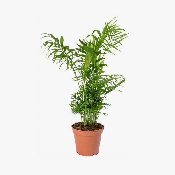 chamaedorea_elegans_003