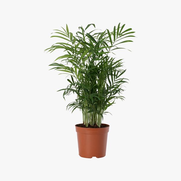 chamaedoria_elegans