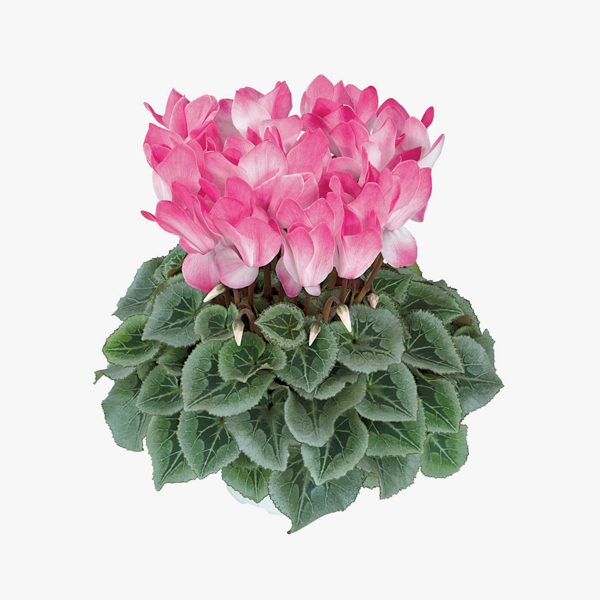 ciclame_cyclamen_persicum_01