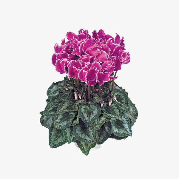 ciclame_cyclamen_persicum_02