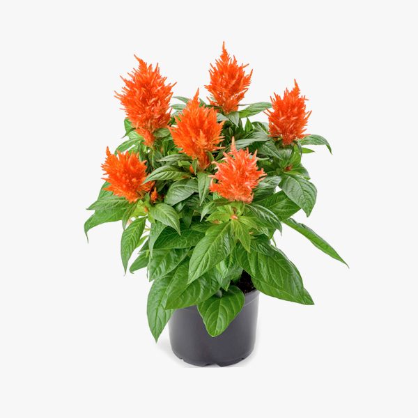 crista_galo_celosia_argentea