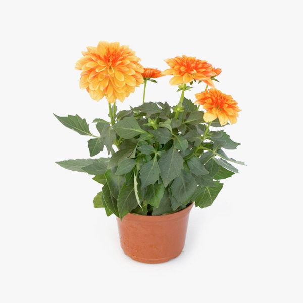 dahlia_pinnata_02