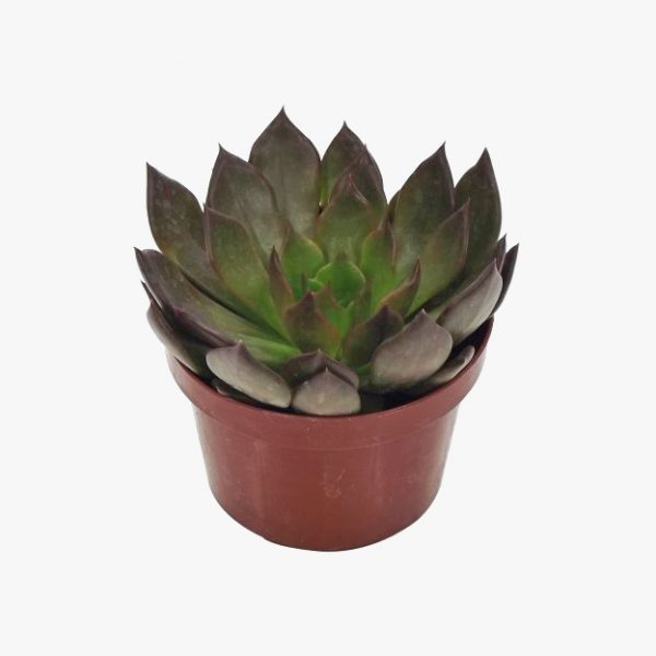 echeveria_pt11_003