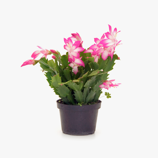 flor_maio_schlumbergera_truncata
