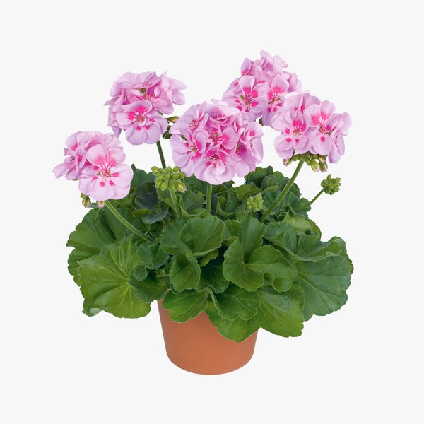 geranio_pelargonium_hortorum_01