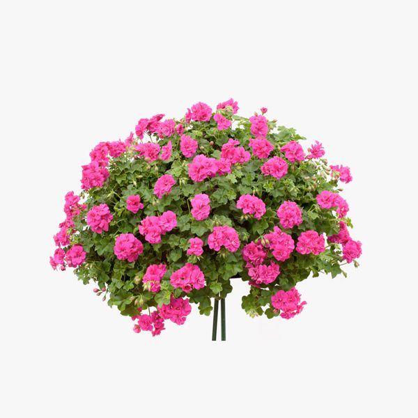 geranio_pelargonium_hortorum_02