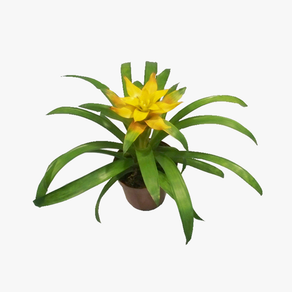 Guzmania Amarela PT 14 – Chácara Tropical