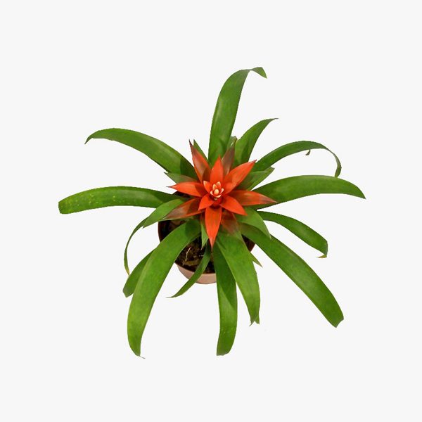 guzmania_confetti