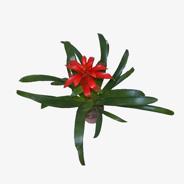 guzmania_lingulata