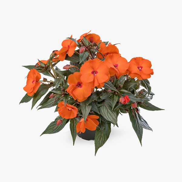 impatiens_hawkeri_02