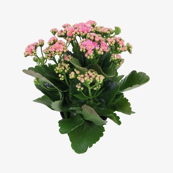 kalanchoe