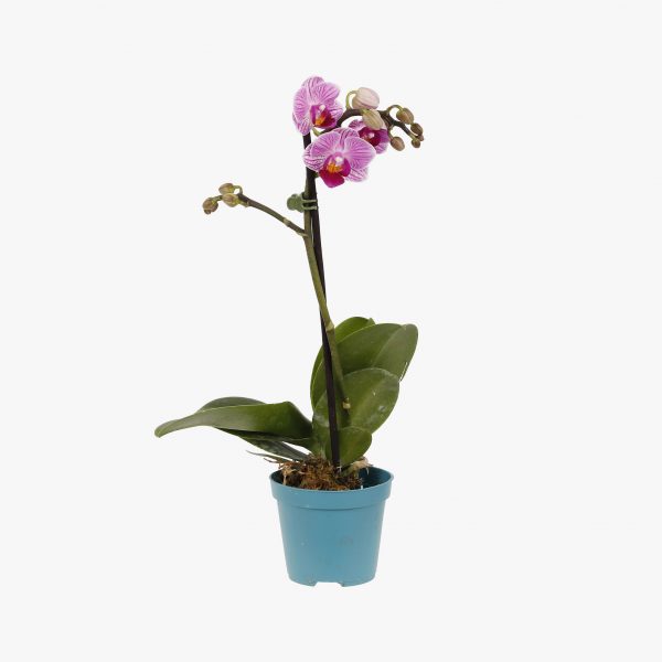 mini_phalaenopsis_pt6_003