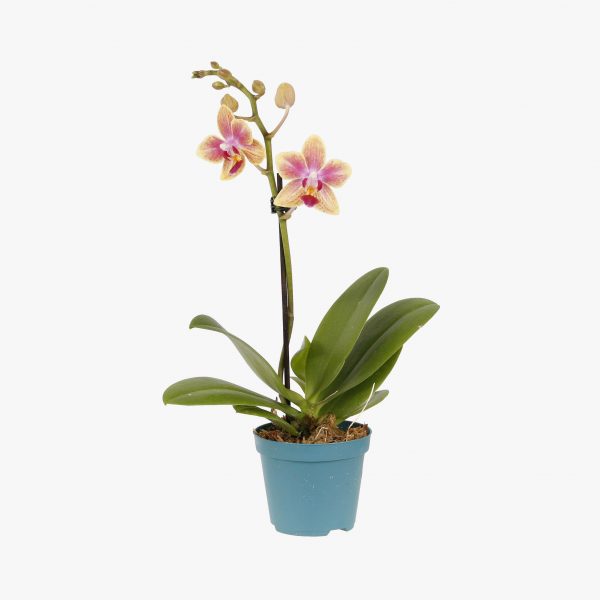 mini_phalaenopsis_pt6_004