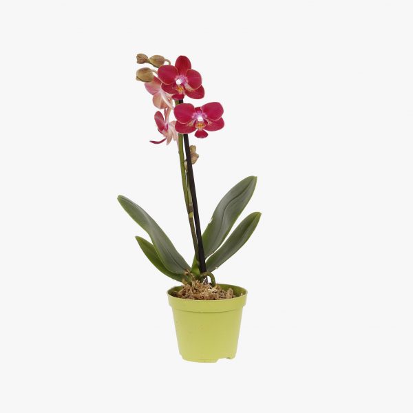 mini_phalaenopsis_pt6_005