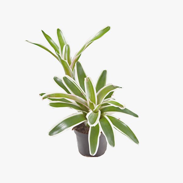 neoregelia_fireball_variegata