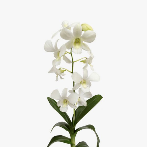 orquidea_denphal_003