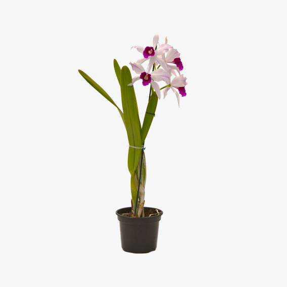 orquidea_laelia_001