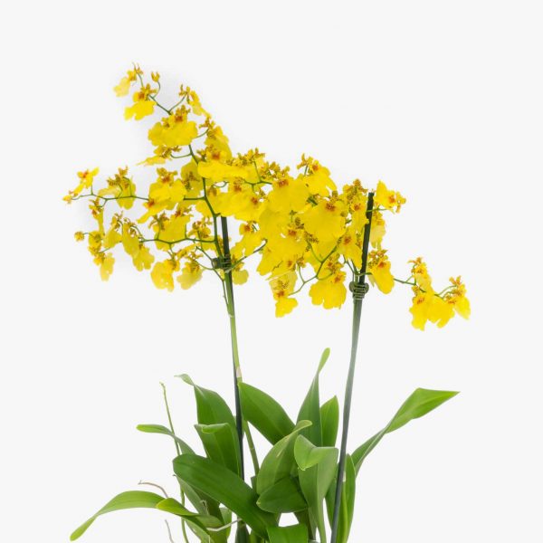orquidea_oncidium_003