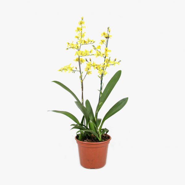 orquidea_oncidium_005