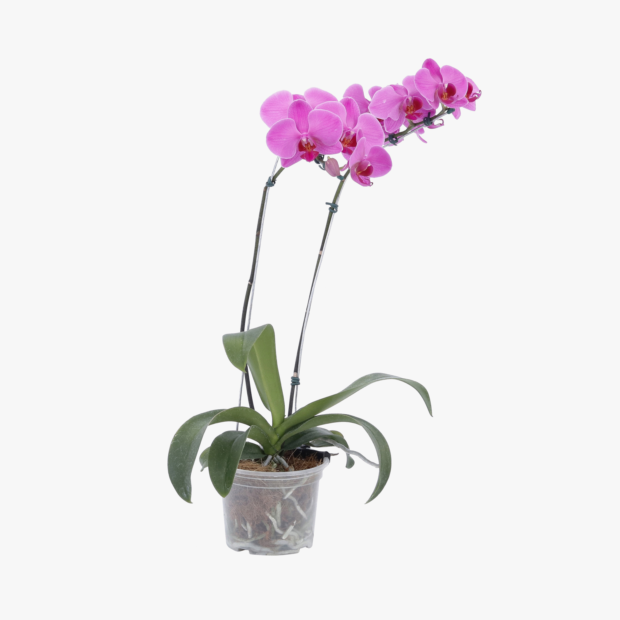 Phalaenopsis 2 Hastes PT 12 – Chácara Tropical