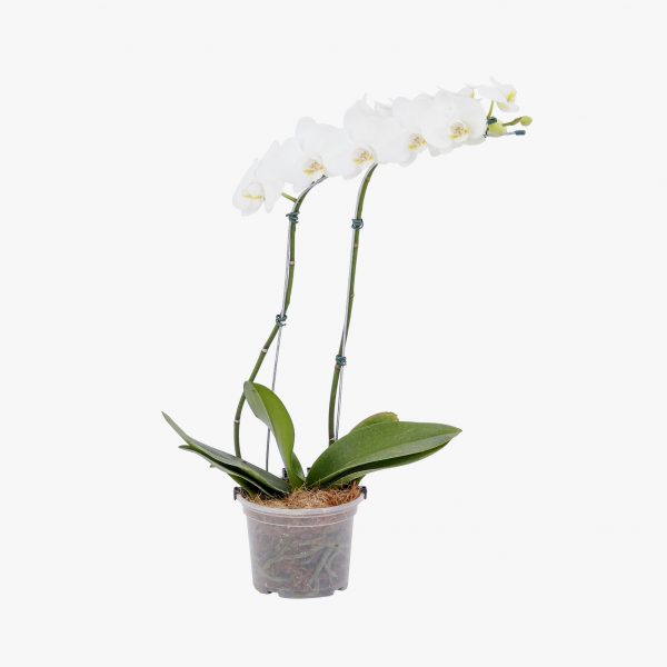orquidea_phalaenopsis_2_hastes_p12_02