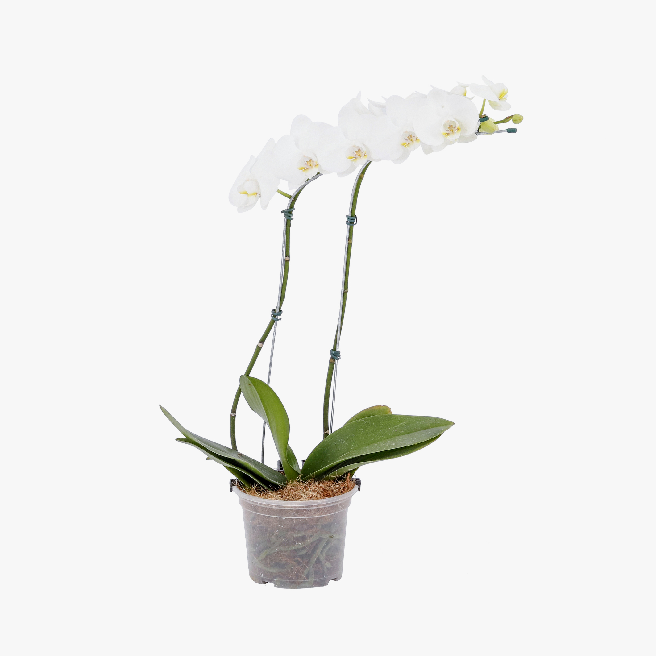 Phalaenopsis 2 Hastes PT 12 – Chácara Tropical