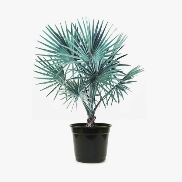 palmeira_bismarkia