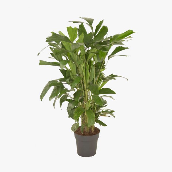 palmeira_caryota