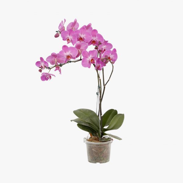 phalaenopsis_2_hastes_p15_001