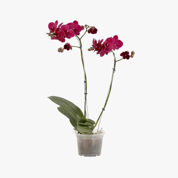 phalaenopsis_2_hastes_p15_002