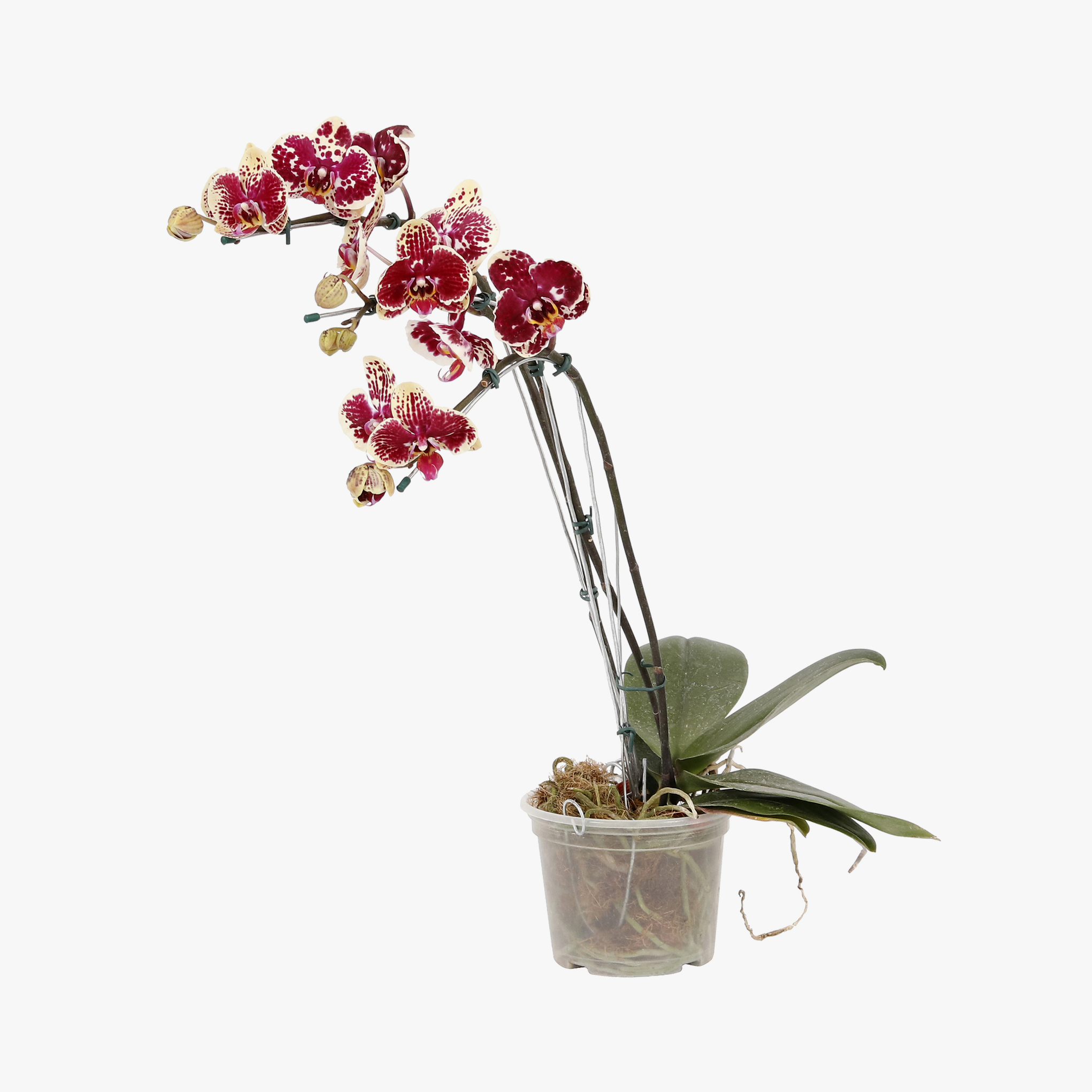 Phalaenopsis 2 Hastes PT 15 – Chácara Tropical