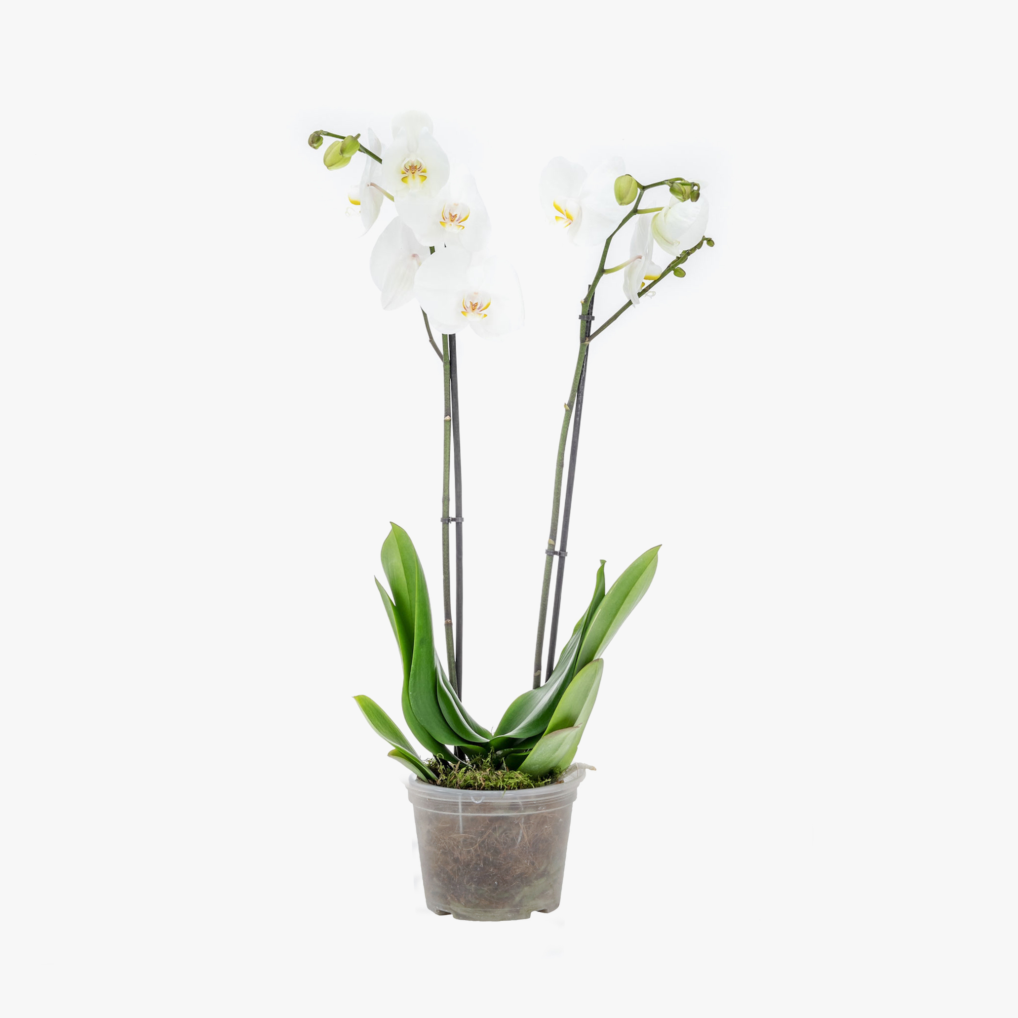 Phalaenopsis 2 hastes PT 15 – Chácara Tropical