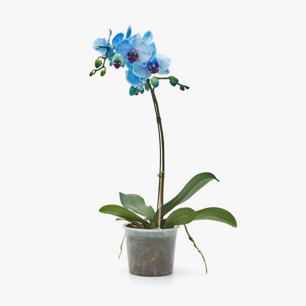 phalaenopsis_azul_p12_001