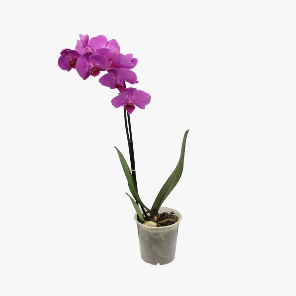 phalaenopsis_p12_001