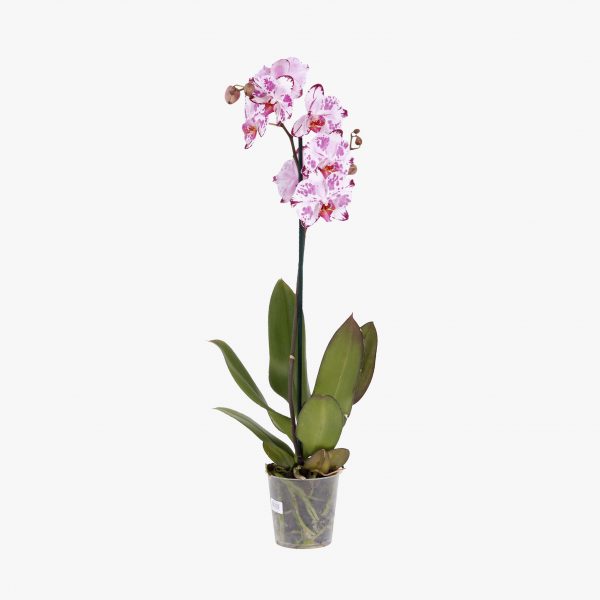 phalaenopsis_p12_002