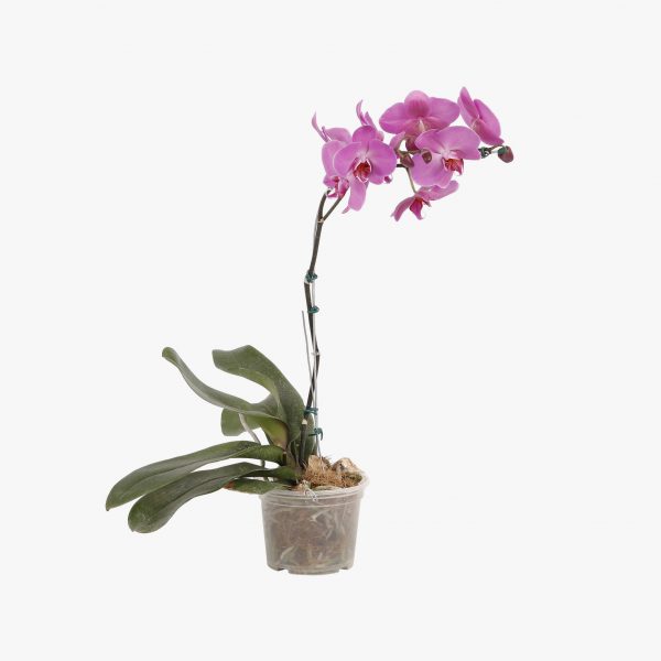 phalaenopsis_p15_001