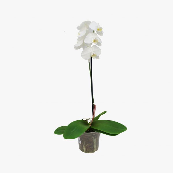 phalaenopsis_p15_002