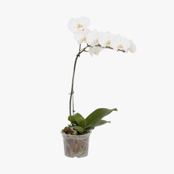 phalaenopsis_p15_003
